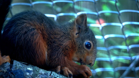 A squirrel who is eatingの写真素材