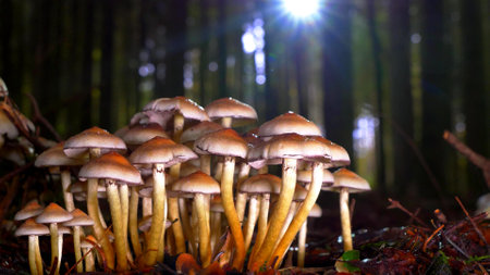 Close-up on Mushrooms in a forestの写真素材