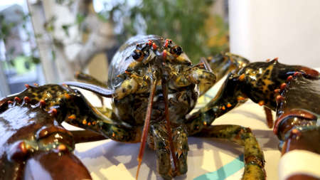 Focus on the head of a lobsterの写真素材