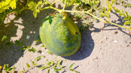 A photo of watermelon cultivationの写真素材