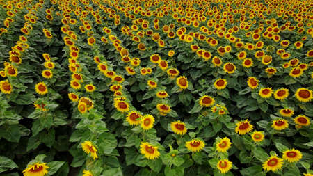 An aerian view of a sunflower field