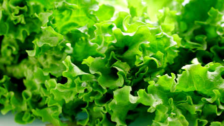 A focus on a lettuceの写真素材