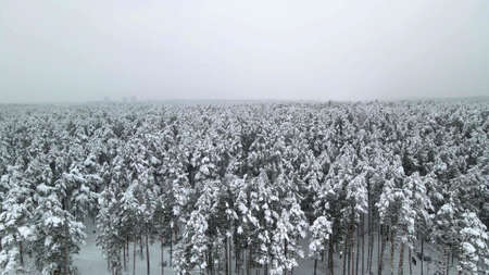 An aerian view of a forest with snow