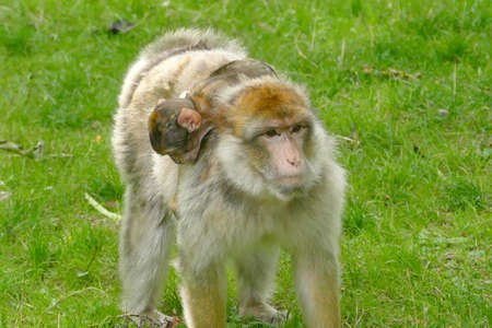 A baby monkey on his mother