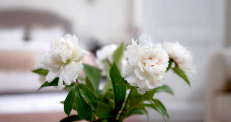 A focus on white flowersの写真素材