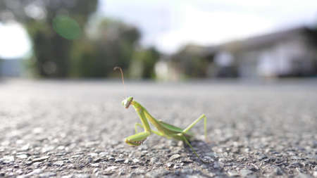 A photo of a praying mantisの写真素材