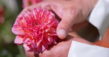 Hand of a man who is touching a flowerの写真素材