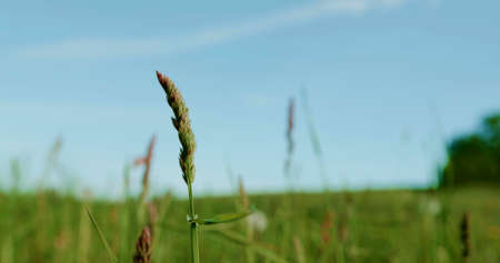 A background photo with grass