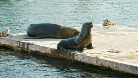 A photo of sea lions on the shoreの写真素材