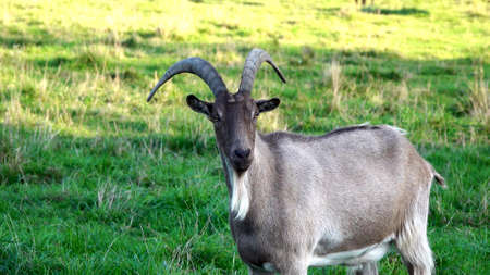 A photo of a goat in a meadow