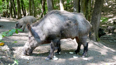 A photo of a boar in natureの写真素材