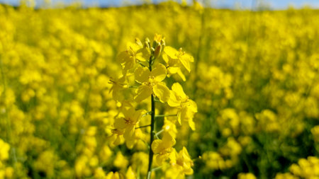 A focus on a rapeseed flower in a field