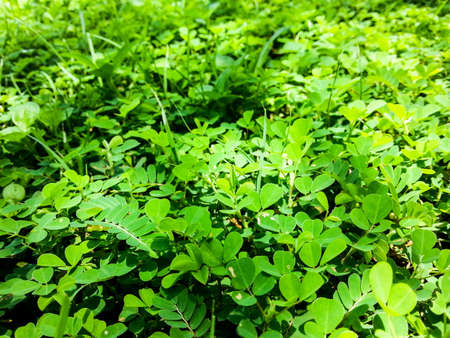 Green weed in garden
