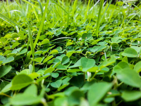 Green weed in gardenの素材