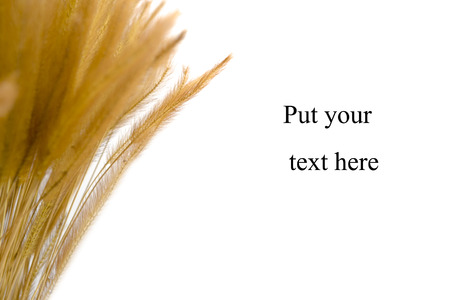 dry flowers in a vase isolated on whiteの写真素材