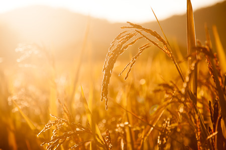 rice fieldの写真素材
