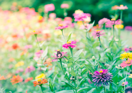 Vintage photo of wild flower in gardenの写真素材