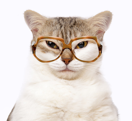 portrait of cat with glasses isolated on white