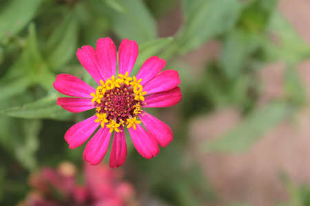 zinnia