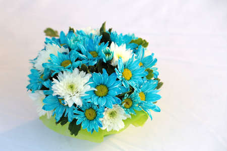 gerberaの写真素材