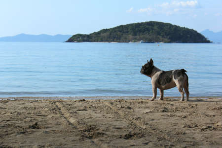 a bulldog on the seasideの写真素材