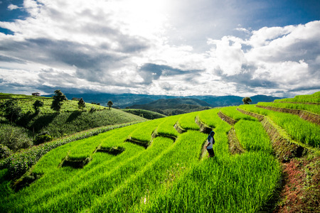 view of "Papongpieng" at cheingmai thailand.の写真素材
