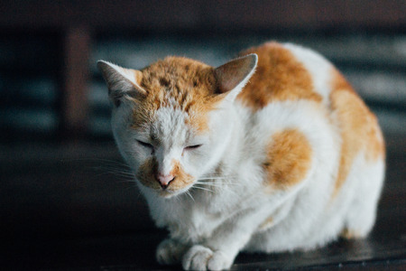 Sleepy Cat.の写真素材