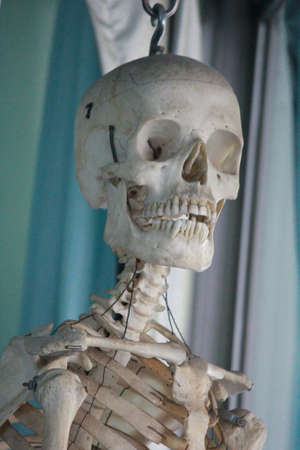 skeletonの写真素材