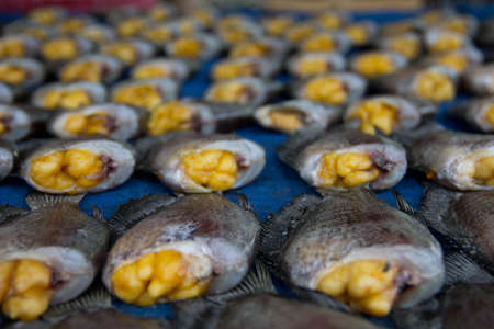 Dried fish, thailand food preservationの写真素材