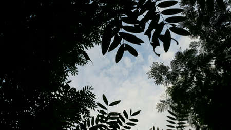 Forest to sky