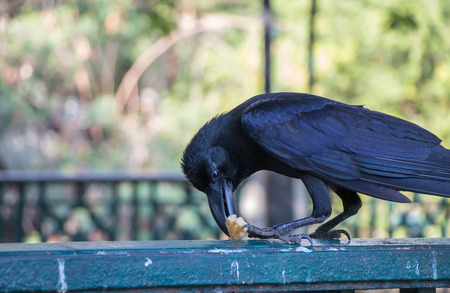 Black crow eating snack on a fence in the park at dusit zoo, thailandの写真素材