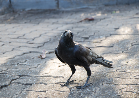 Black Crow standing on the cement floor in the park at dusit zoo, thailandの写真素材