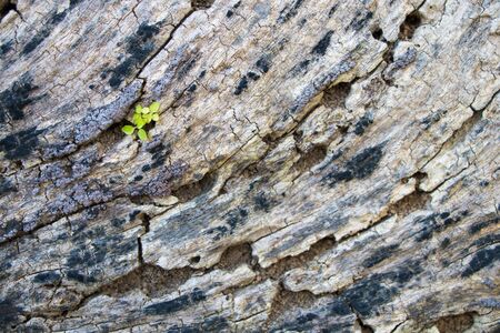 Plant grow in old tree barkの写真素材