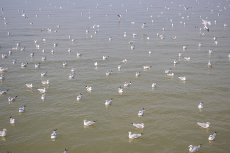 Flock of seagull floating on the sea waiting for food from humans at Bangpu, Samutprakan, Thailand