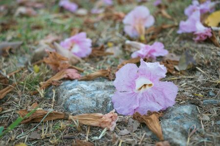Pink trumpet flower on ground at evening