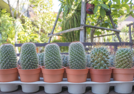 Group of cactus plants in pot at gardenの写真素材