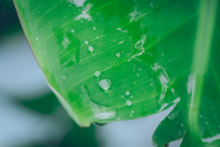 Water drop on green banana leaf background after rainingの写真素材
