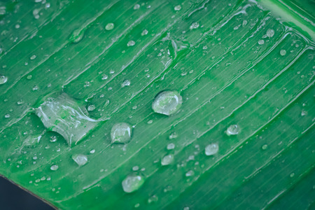 Water drop on green banana leaf background after rainingの写真素材