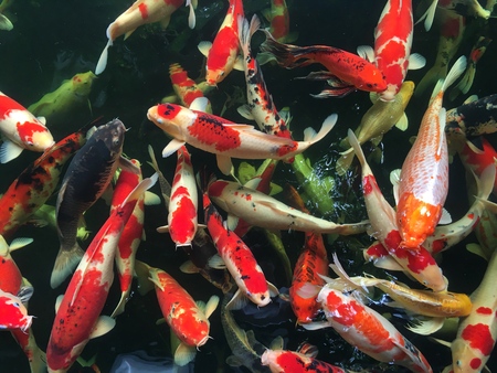 Group of fancy carp fish or koi fish swimming in pondの写真素材