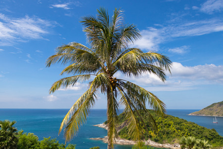 Coconut palm tree with beautiful sea view and sky backgroundの写真素材