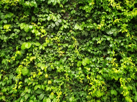 Green creeper or green leaves on the wall texture background