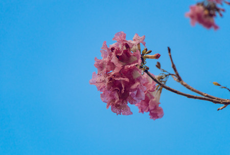 Pink trumpet tree blooming against the blue sky in april of thailand