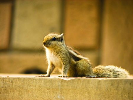 A Squirrel on the wallの写真素材