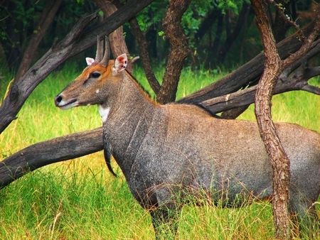 A breed of cow called Neel Gaiの写真素材