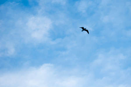 Small Bird flying in wide skyの写真素材
