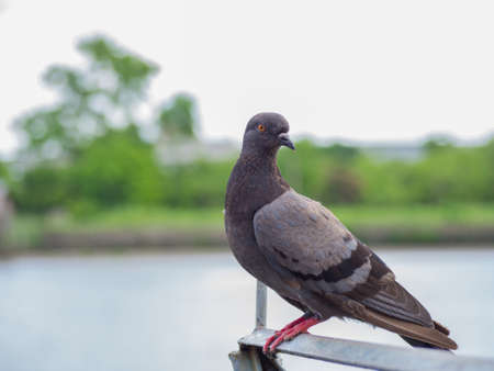 Lone pigeon beware of stranger