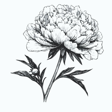 Illustrator Artwork in engraving style. set of contour peony, poppy, anemone, ranunculus flower, line art flowers, black and white illustration set of decorative elements of plantsのイラスト素材
