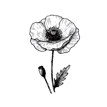 Hand drawn poppy flower isolated on white background. Vector sketch illustration.のイラスト素材