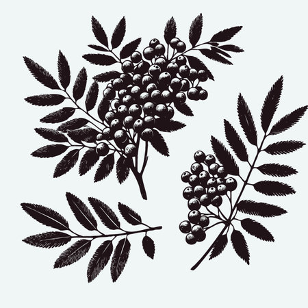 Rowan branch with berries and leaves. Black and white vector illustration.のイラスト素材