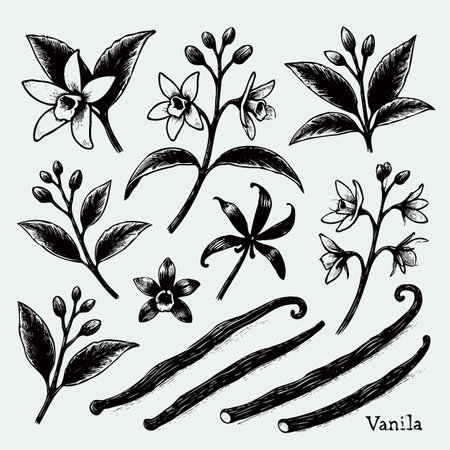 Set of hand drawn vanilla flowers, leaves and pods. Vector illustration.のイラスト素材